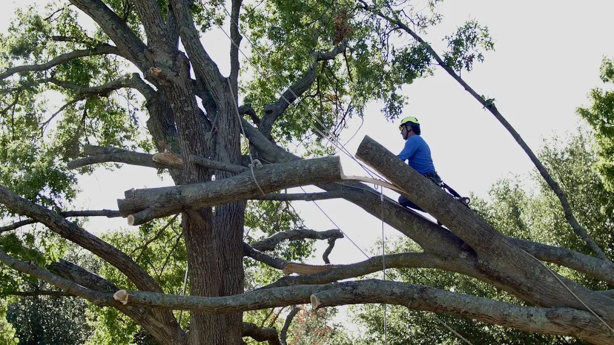 Professional Hazardous Tree Removal performed by certified arborists in Amana