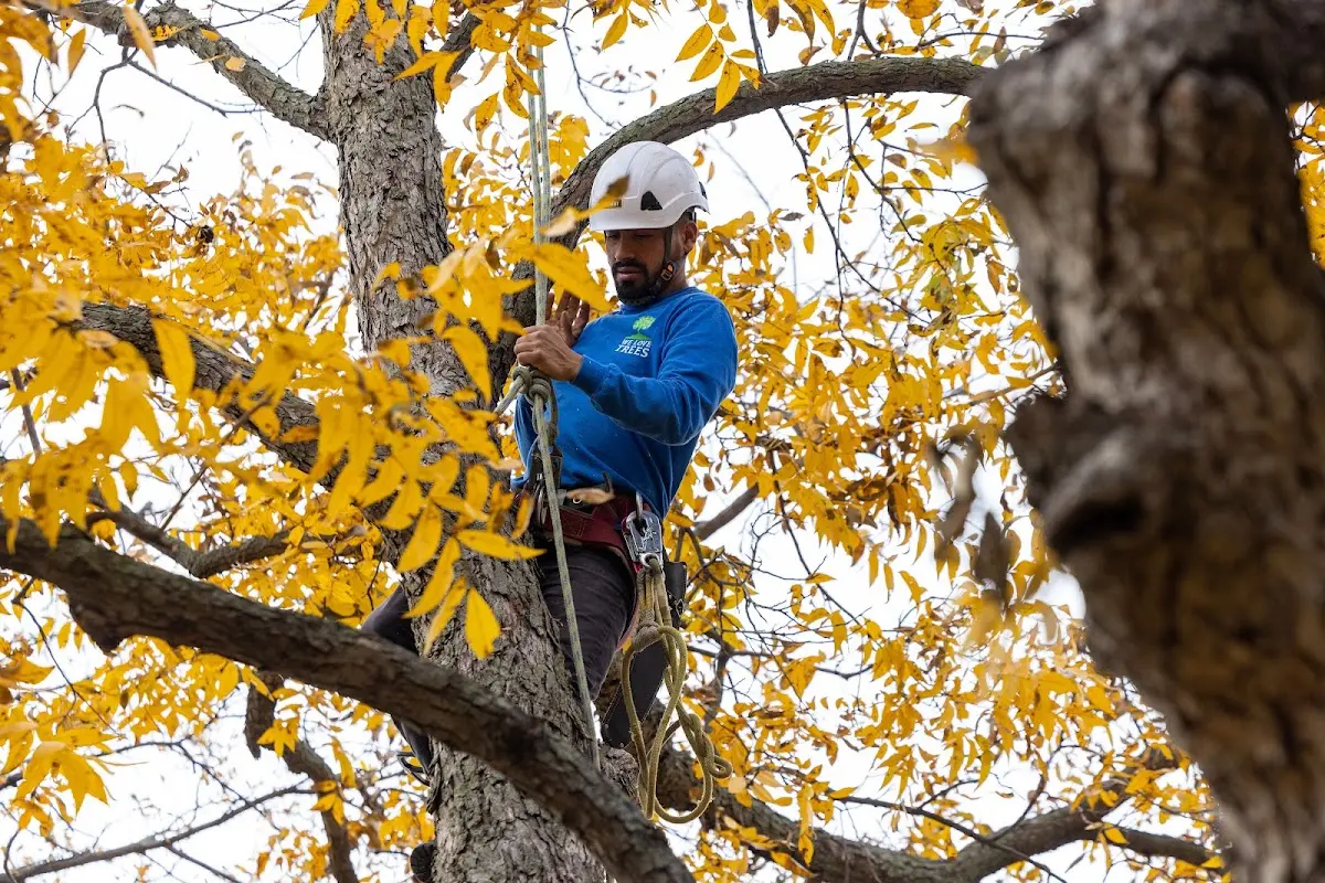 Skilled Arborist Consultation crew working in Amana